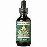 Immune Power Alcohol Free Tincture