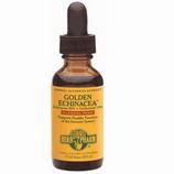 Golden Echinacea Glycerite